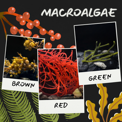 Collection image for: Macroalgae