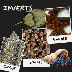 Collection image for: Inverts