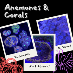 Collection image for: Anemones & Corals