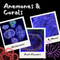 Anemones & Corals