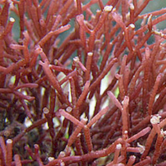 Collection image for: Marine Macroalgae