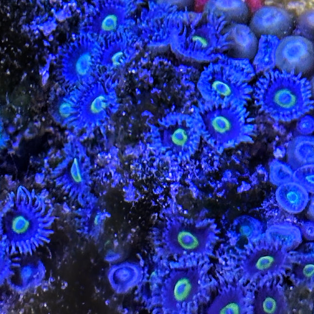 Low-Key Glow Zoas