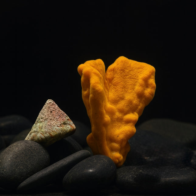 Elephant Ear Sponge