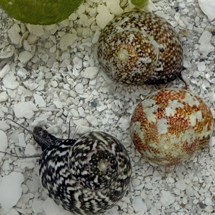 Smooth Atlantic Tegula Snail