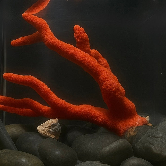Red Tree Sponge