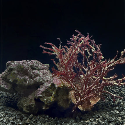Red Razor Beam Red Razor Algae – live-plants