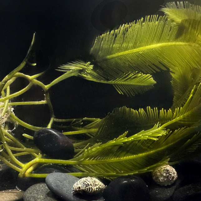 Giant Feather/Fern Caulerpa