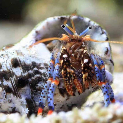 Colorful hermit crab inside a shell on a sandy surface