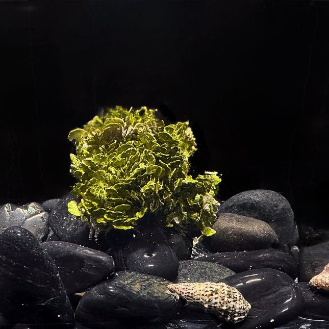 Blanketing Prickly Pear Halimeda