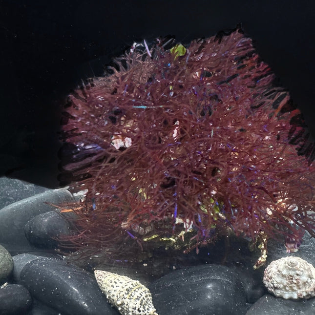 Coelothrix Spark Algae