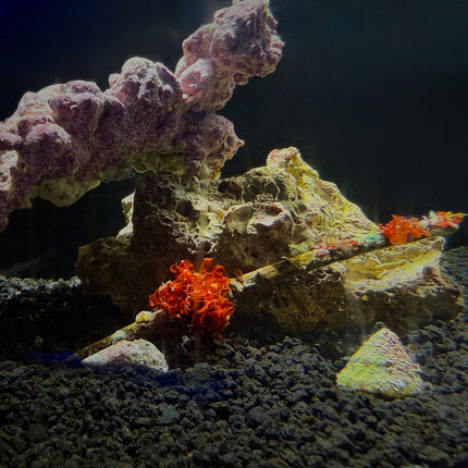 Gorg Skeleton Petals