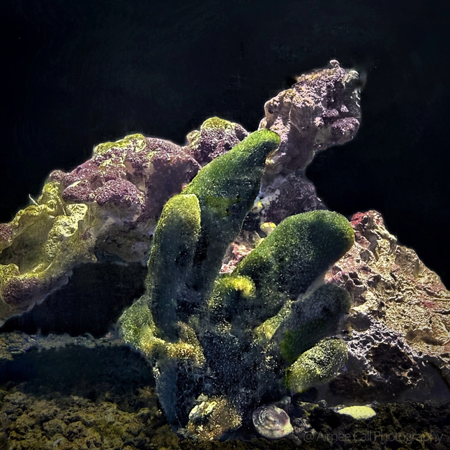 Poseidon's Loofah Macroalgae Avrainvillea r awsonii on black background.