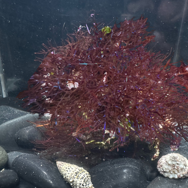 Coelothrix / Pink Fuzzy Algae