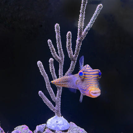 Black/Golden Sea Rod