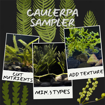 Mixed Caleurpa Sampler