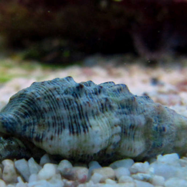 Cerith Snail Shell Inverts – live-plants