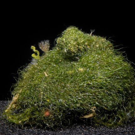 Chaeto Chaetomorpha algae on black backround and sand.