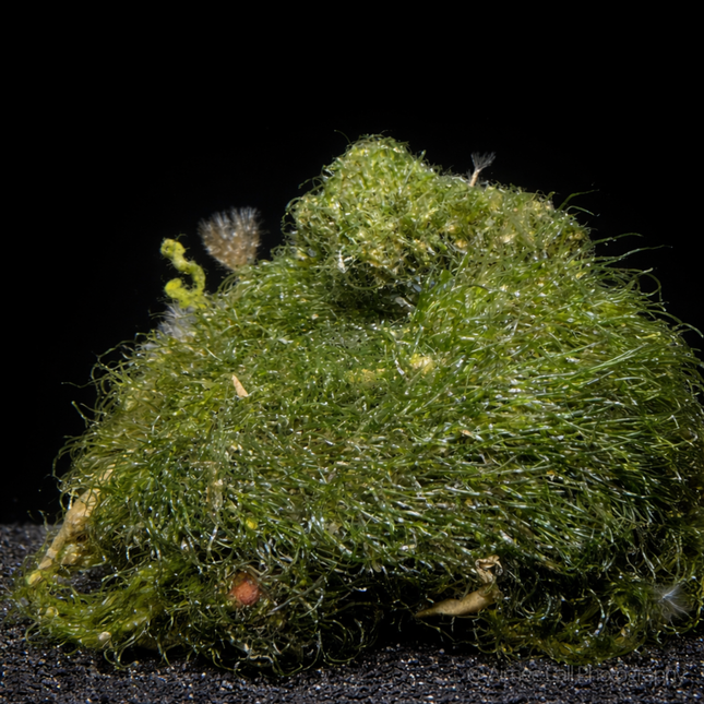 Chaeto Chaetomorpha algae on black backround and sand.