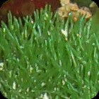Cladophora
