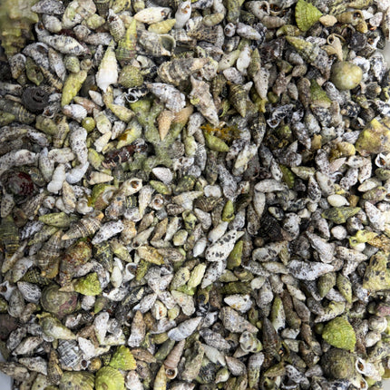 Blue leg hermit crabs on a white background.