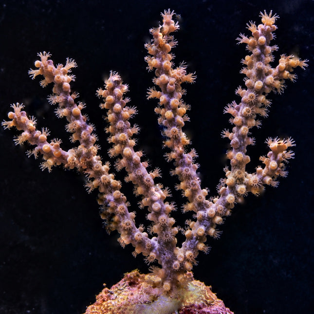 Knobby Candleabra Gorgonian