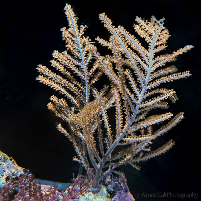 Tan Plume Gorgonian