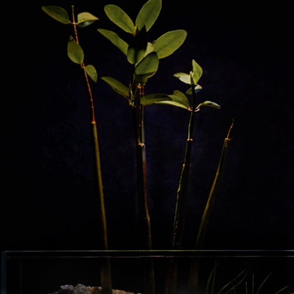 Mangrove Pod