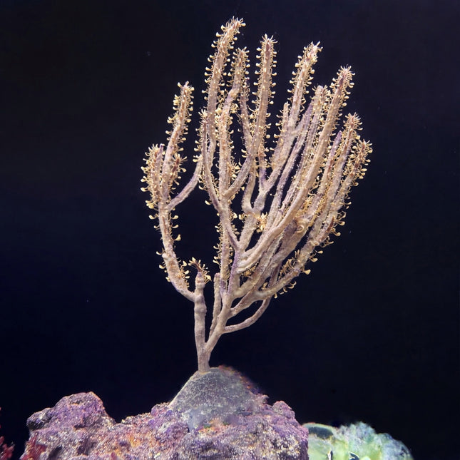 Lace Gorgonian