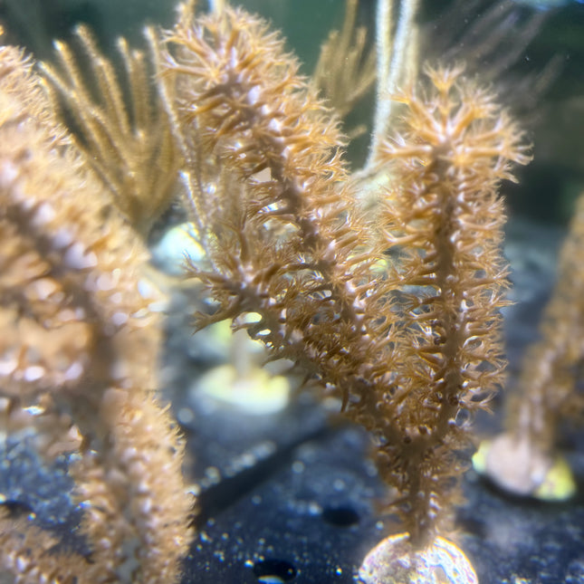 Tan Candelabra Gorgonian
