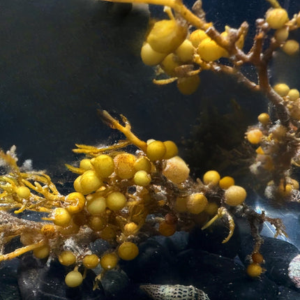 Sargassum