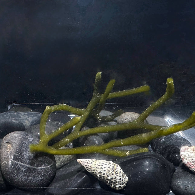 Dead Man's Fingers