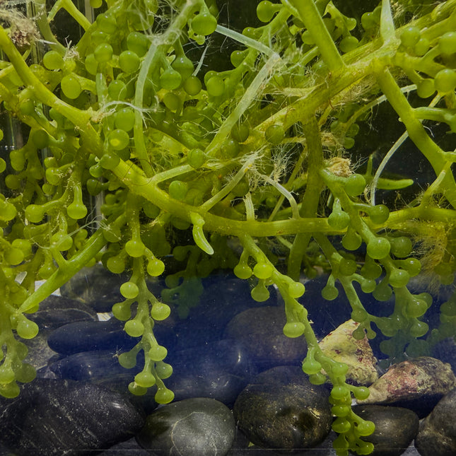 Green Grape Caulerpa var.