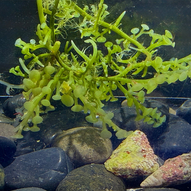 Green Grape Caulerpa var.