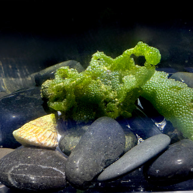 Rigid Sea Lettuce / Bubble Weed