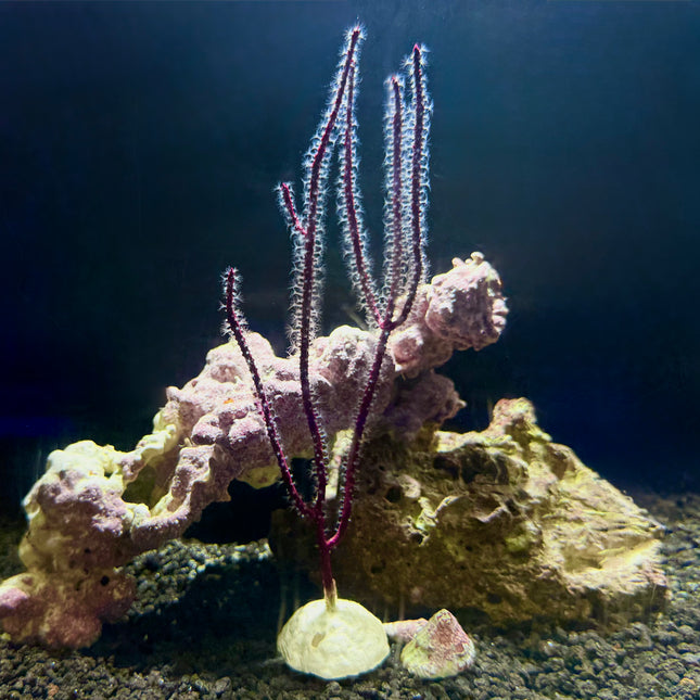 Colorful Sea Whip Gorgonian