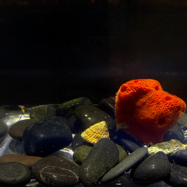 Red Ball Sponge