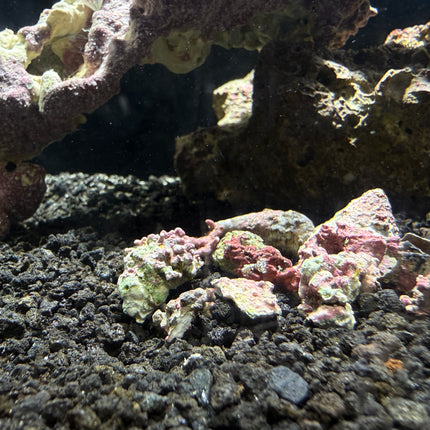 Coralline Algae - Small Clusters