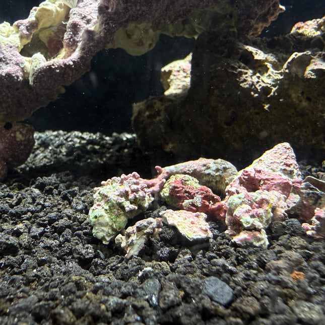 Coralline Algae - Small Clusters