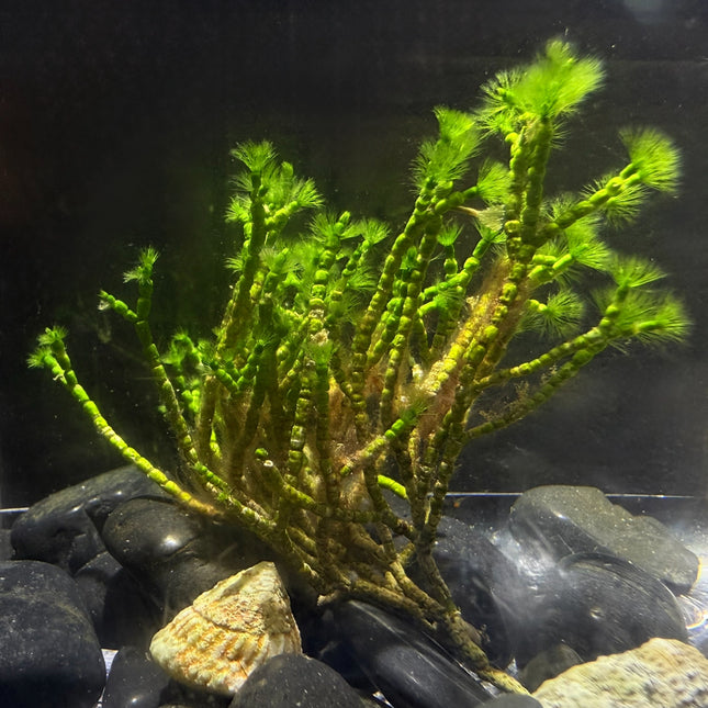 Bearded/Tufted Joint Weed