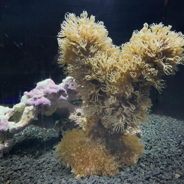 Encrusting Gorgonian