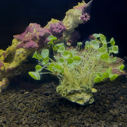 Mermaid's Wine Chalice