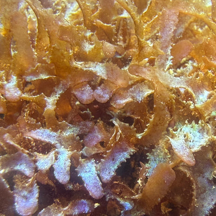 Fauchea / Reef Hydrangeas