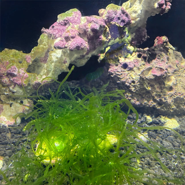 Seaweed Salad / Tubular Sea Lettuce