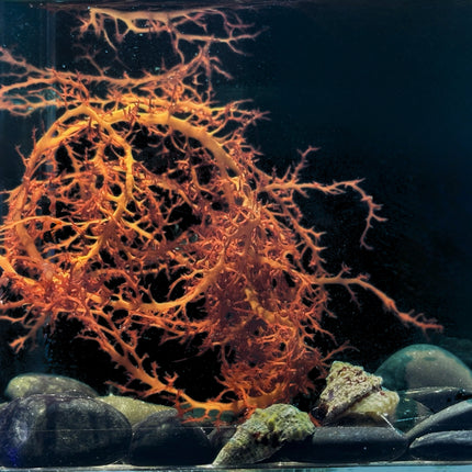 Portieria / Lace Algae