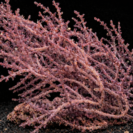 Laurencia poitei Club Laurencia algae on black background.