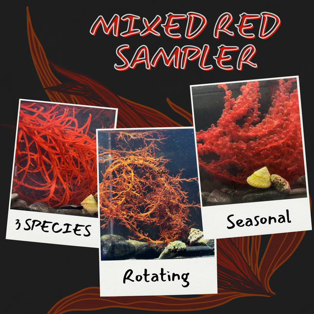 Mixed Red Sampler
