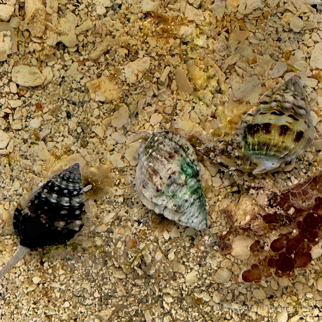 3 small nassarius vibex snails on sand