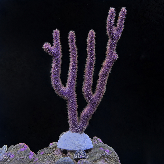 Purple coral structure on a dark background