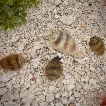 Prunum spp Marginella snails on sand.
