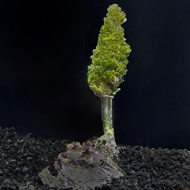 Rhipocephalus phonenix Pinecone Stem Plant green plant on black background with black sand